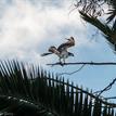 An osprey with a fish, near the Batiquitos Lagoon SMCA (No-Take)