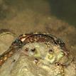 A California aglaja (a species of sea slug) in the Batiquitos Lagoon SMCA (No-Take)