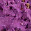 Purple hydrocoral at Begg Rock SMR