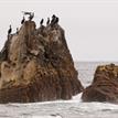 Cormorants roosting on Begg Rock, Begg Rock SMR