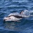 Pacific white-sided dolphin at Begg Rock SMR