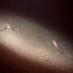 Greenstriped rockfish on a sediment slope, Big Creek SMCA