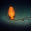 Orange sea pen and drifting stipe of giant kelp, Big Creek SMR