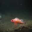 Rosy rockfish in Big Flat SMCA