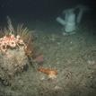 A variety of invertebrates on the seafloor in the SMCA
