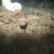 Lingcod surrounded by invertebrates in Big Flat SMCA