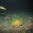 Sand-rose anemone and olive rockfish in Big Flat SMCA