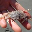 Young Dungeness crab from Big River Estuary SMCA