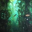 Kelp forest at Blue Cavern Onshore SMCA (No-Take)