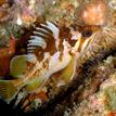 Copper rockfish, Blue Cavern Onshore SMCA (No-Take)