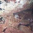 Spiny lobster at Blue Cavern Onshore SMCA (No-Take)