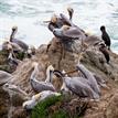 Brown pelicans and cormorants at Bodega Head SMR
