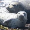 Harbor seals in Bodega Head SMR
