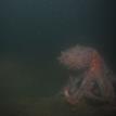 Giant Pacific octopus in Bodega Head SMCA