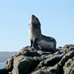 Northern fur seal pup in Bodega Head SMR