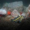 China rockfish and invertebrates in Bodega Head SMR