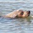 California sea lion in Bolsa Chica Basin SMCA (No-Take)