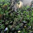Sea lettuce, California mussels, and an owl limpet, Cambria SMCA