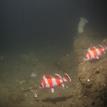 Flag rockfish in Campus Point SMCA (No-Take)