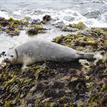 Harbor seal in Carmel Bay SMCA