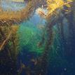 Feather boa kelp and surfgrass in Carmel Bay SMCA