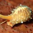 Coffee bean trivia, a species of small sea snail, in Carmel Bay SMCA