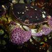 Purple shore crab in Carmel Bay SMCA