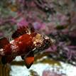 Juvenile vermilion rockfish in Carmel Bay SMCA