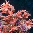 California hydrocoral and purple sea urchins in Carmel Pinnacles SMR