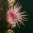 Red sea urchin at Carmel Pinnacles SMR