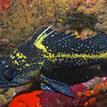 China rockfish in Carmel Pinnacles SMR