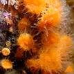 Orange cup corals in Carmel Pinnacles SMR