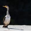 Double-crested cormorant at Carrington Point SMR