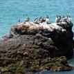 Brown pelicans and pigeon guillemots at Carrington Point SMR