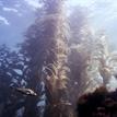 Kelp forest, Casino Point SMCA (No-Take)