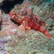 Rainbow scorpionfish and blue-banded gobies at Casino Point SMCA (No-Take)