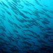 School of Pacific sardines at Casino Point SMCA (No-Take)
