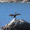 Double-crested cormorant at Cat Harbor SMCA