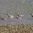 Whimbrels and willet at Cat Harbor SMCA