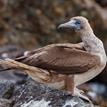 Red-footed booby in Crystal Cove SMCA