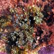 Tidepool algae and purple sea urchins in Crystal Cove SMCA