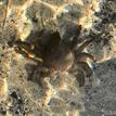 Kelp crab in Dana Point SMCA