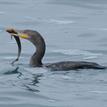Double-crested cormorant in Dana Point SMCA