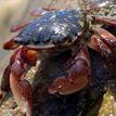Striped shore crab in Dana Point SMCA