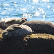 Harbor seals at Dana Point SMCA