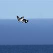 Osprey dives for fish, Del Mar Landing SMR