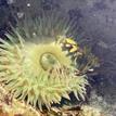 Giant green anemone, Del Mar Landing SMR