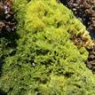 Green pin-cushion alga, Del Mar Landing SMR