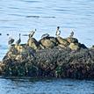 Pelicans roosting on offshore rock, Del Mar Landing SMR