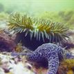 Ochre sea star and anemone at Double Cone Rock SMCA